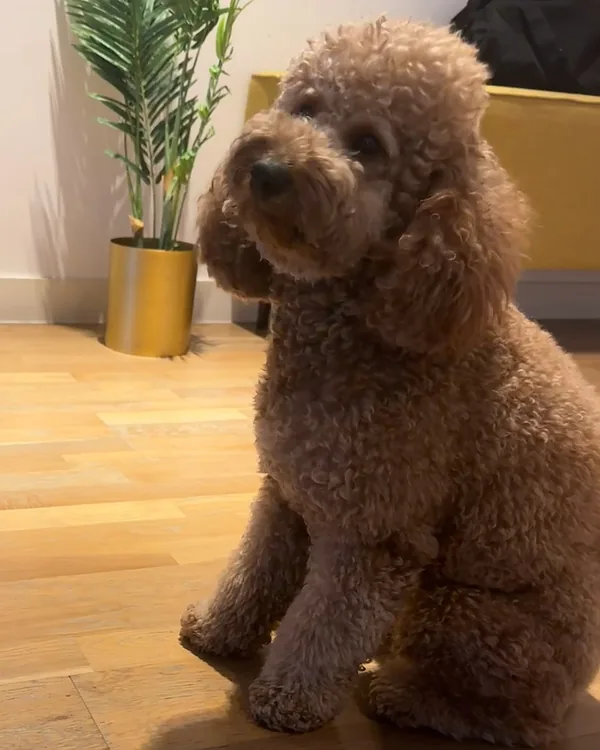 A large apricot poodle sitting calmly on a wooden floor in a living room
