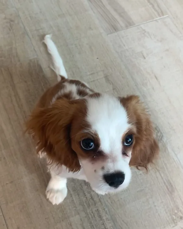 A Cavalier King Charles spaniel puppy sitting on a wooden floor and looking up