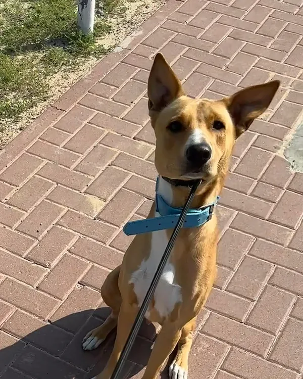 A ginger mixed-breed dog in a blue collar sitting on a brick pavement and looking up