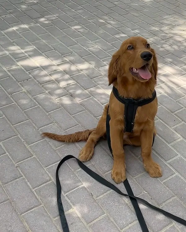 A golden retriever puppy in a black harness sitting on a shaded path and looking up