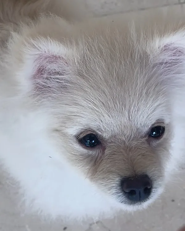 A close-up of a fluffy white Pomeranian puppy looking up