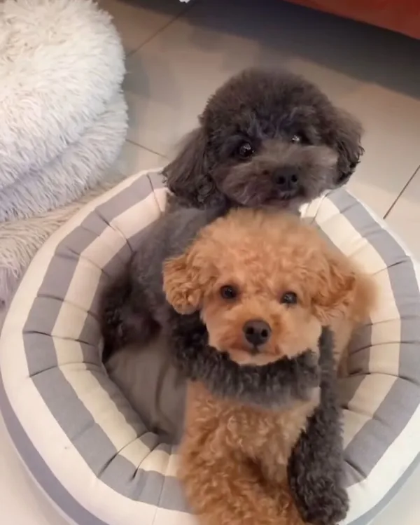 Poodles resting on a bed