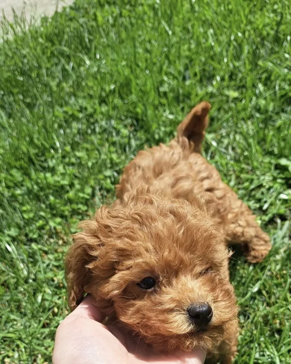 Puppy standing on the grass