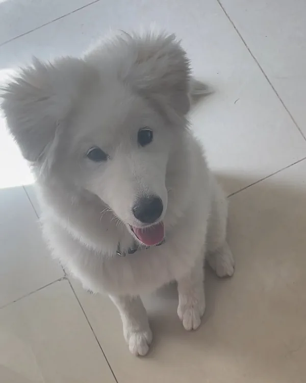 A fluffy white Samoyed puppy sitting on a tiled floor and looking up