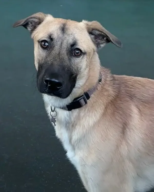 A fawn shepherd-type dog with a black muzzle looking up calmly