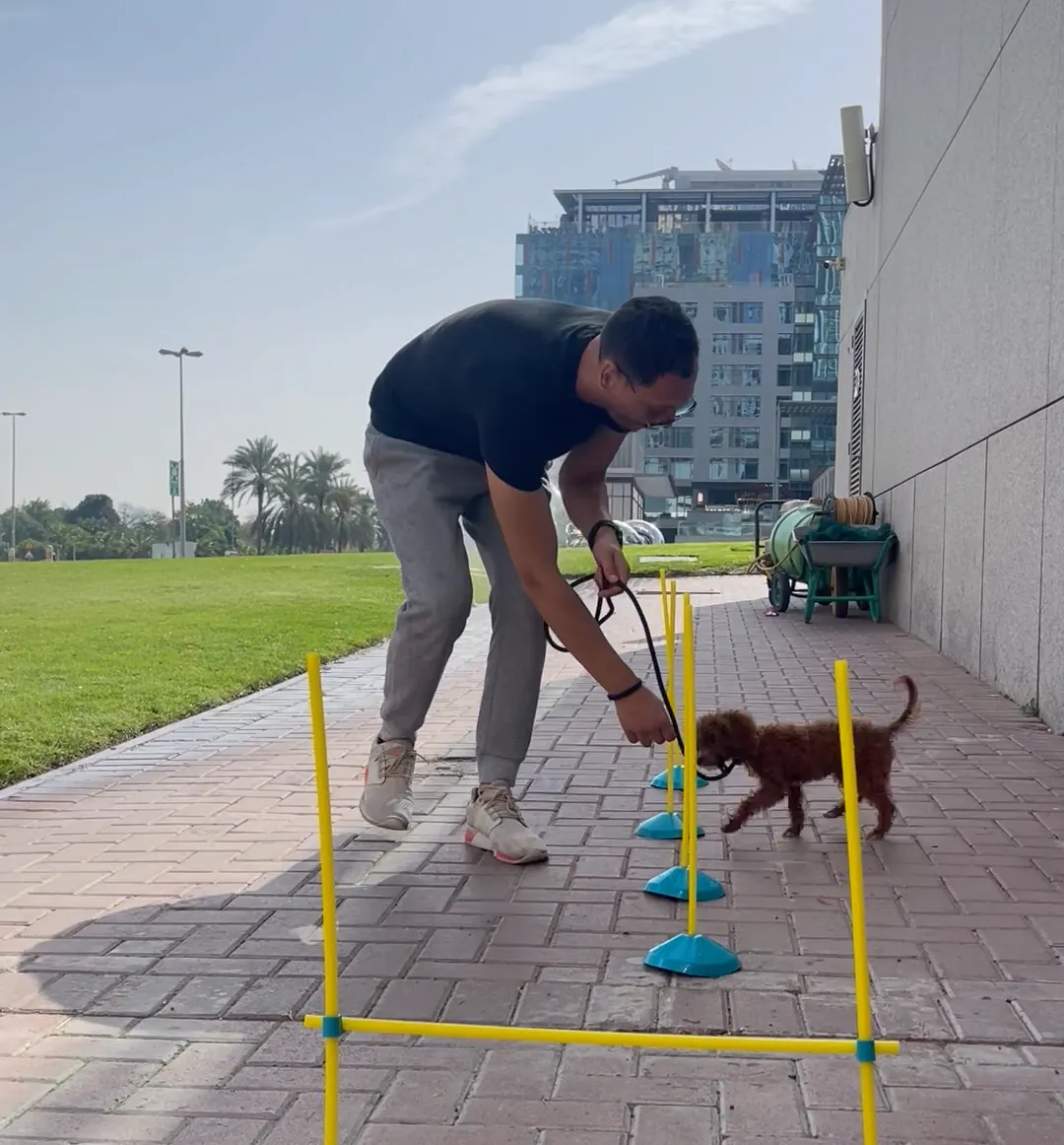 Christos training a red toy poodle over low hurdles