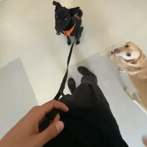 Fear or aggression towards dogs