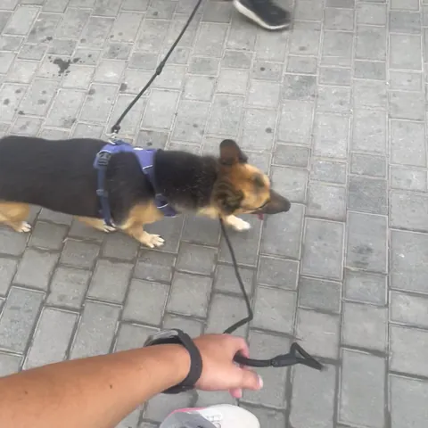 Loose-lead walking